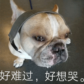 难过 伤心 哭 狗