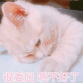 委屈 猫咪 哄不好