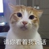 萌宠 猫星人 请你看着我说话 严肃 呆萌 可爱