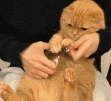 猫咪 剪指甲 黄色 可爱