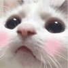 沙雕猫 猫咪 猫 可爱猫 猫表情包 猫咪表情包 小猫