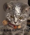 萌宠 猫星人 你看我是高兴的样子吗 嫌弃 呆萌 可爱
