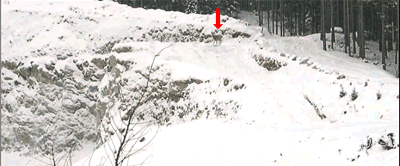 鹿 deer 下雪 箭头