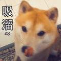 萌宠 汪星人 我饿了 看看什么好吃的 可爱 淘气