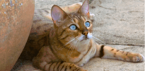 对猫的发现 猫咪 纪录片 蓝眼睛 趴着
