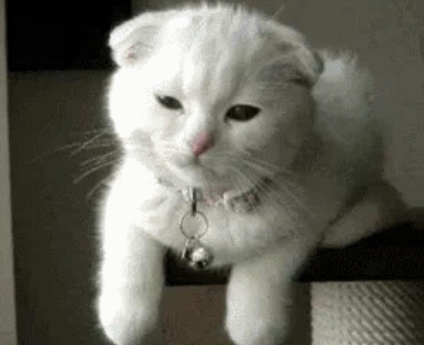 动物 萌宠 猫咪 搞笑 可爱