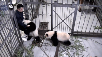 熊猫 动物园 笼子 可爱
