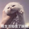 萌宠 猫星人 被生活掐住了脉搏 无奈 呆萌 可爱