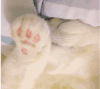 猫咪 睡觉 可爱 白色