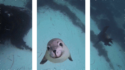海洋  海豹  可爱  大眼睛  3D