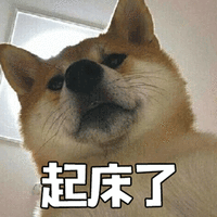 狗 汪星人 起床了