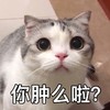 萌宠 猫星人 你肿么了 好奇 呆萌 可爱