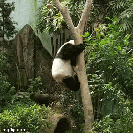 熊猫 上树 爬 萌 胖嘟嘟