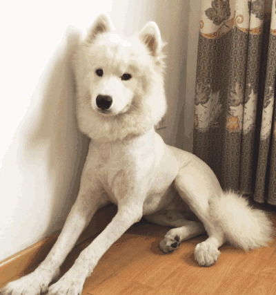 狗 宠物 萌宠