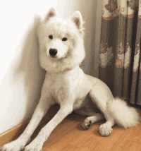 狗 宠物 萌宠