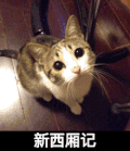 猫咪 可爱 注视 新西厢记