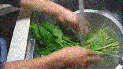 菠菜 清洗 绿色 营养