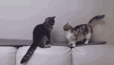 猫咪 沙发 打架 可爱