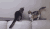 猫咪 沙发 打架 可爱