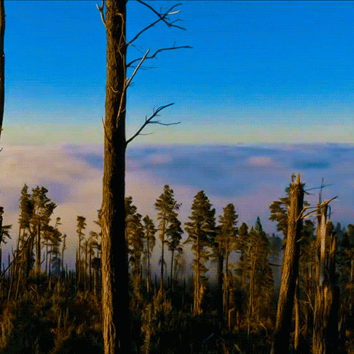 森林 树木 云雾缭绕 天空 蓝色 自然 forest