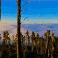 森林 树木 云雾缭绕 天空 蓝色 自然 forest