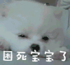 困死宝宝了 狗