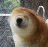 电风扇 狗狗 柴犬 柴犬风扇 可爱 卖萌