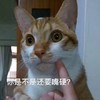 萌宠 猫星人 你是不是还要嘴硬 威胁 呆萌 可爱