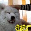 揉揉 萌宠 狗狗 撒娇 揉揉