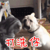 萌宠 猫咪 猫 狗 生气 打死你 soogif soogif出品