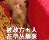 搞笑 萌宠 猫 喵星人 王者荣耀
