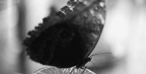 蝴蝶 黑白 翅膀 动物