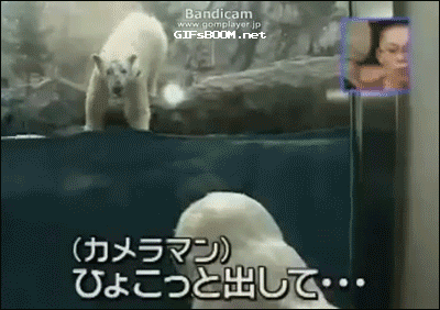 北极熊 拍摄 惊讶 吓到