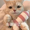 萌宠 猫星人 击退坏运气 生气 呆萌 可爱