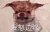 萌宠 汪星人 发怒边缘 生气 想打人 别惹我 搞怪