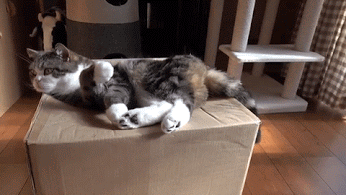 猫猫 慵懒 纸箱上 有漏洞 掉落