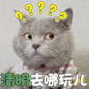 猫 喵星人 萌宠 清明去哪玩儿 清明节 疑问 soogif soogif出品