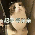 萌宠 猫星人 超乖 等亲亲 呆萌 可爱