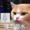 萌宠 猫星人 强忍泪水 不能哭 难受 委屈