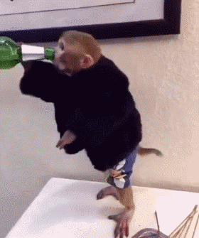 猴子  穿衣服  站立  喝酒