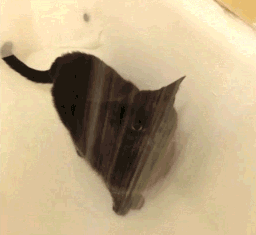 猫咪 喝水 伸舌头 黑色