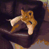 狗狗 猫咪 看电视 动画片