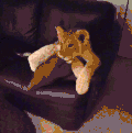 狗狗 猫咪 看电视 动画片