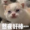 萌宠 猫星人 熬夜好棒 自豪 呆萌 可爱