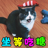 萌宠 猫咪 猫 喵星人 坐等吃糖 万圣节