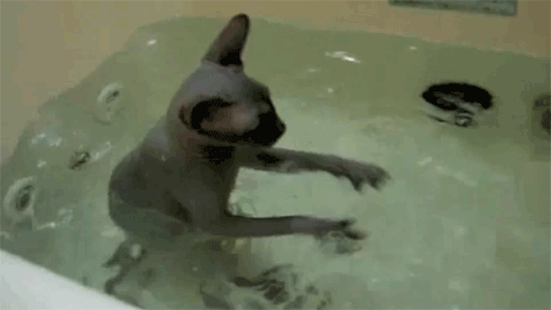 猫 洗澡