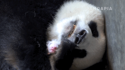熊猫 可爱 动物 搞笑