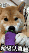 汪星人 萌宠 狗狗 柴犬 文字表情包