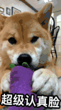 汪星人 萌宠 狗狗 柴犬 文字表情包