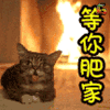 猫 萌宠 可爱